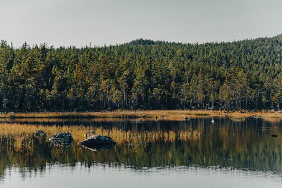 A calm freshwater lake surrounded by tall, dense evergreen forest with a line of trees extending along the horizon. In the foreground, several large rocks are partially submerged near the shoreline, which features patches of yellowish grass and reeds. The water reflects the trees and rocks, creating a mirror-like surface. The scene is illuminated by soft, natural daylight, with no visible presence of people or man-made structures, capturing a peaceful natural environment that could be part of a home relocation or outdoor storage discussion related to house moves, as referenced in the context of Man With a Van Northwood’s removals services.