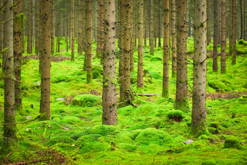 A dense forest scene showing numerous tall, straight conifer trees with light brown trunks and minimal branches. The ground is covered with vibrant green moss, forming soft mounds around the base of each tree. Scattered small rocks are visible within the moss, and there are a few fallen twigs and branches. Bright natural light filters through the tree canopy, illuminating the mossy floor. The setting appears peaceful and untouched, depicting a natural landscape that could be part of a wooded area in Northwood. This image, provided by Man With a Van Northwood, illustrates the importance of careful planning in home relocation and furniture transport, especially when considering transportation routes around natural wooded environments while moving belongings.
